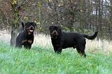 ROTTWEILER 455